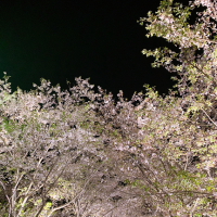 コダマ　桜